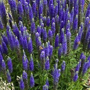 Meet your Posher, Aimee